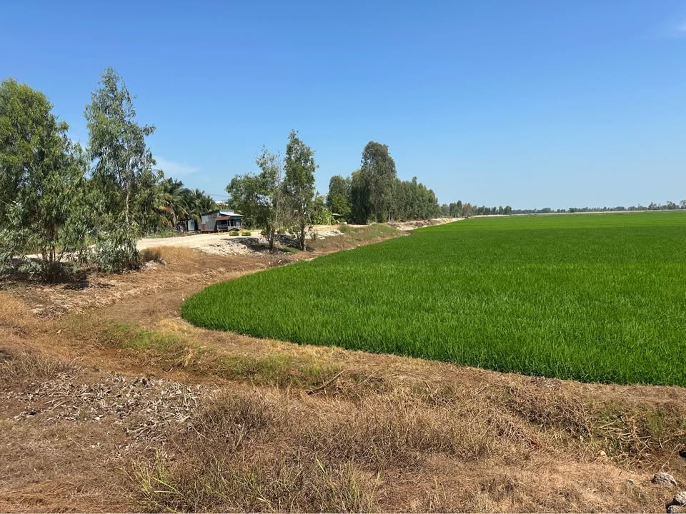 Bán Gấp 33.000m² Đất Vườn 2 Mặt Tiền Tại Tam Nông, Đồng Tháp - Giá Đầu Tư 4.45 Tỷ