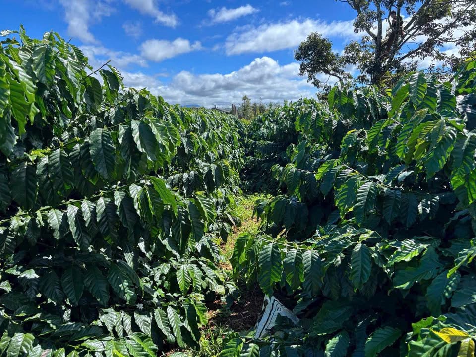 Rẫy cà phê Đức Bình, Tánh Linh 45.000m² - Sổ sẵn, đầu tư dài hạn!