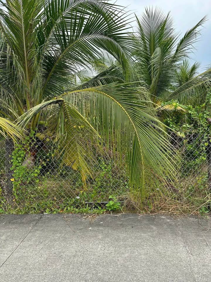 Đất nền Châu Thành, Long An 1650m² - Đường to ô tô tận nơi!