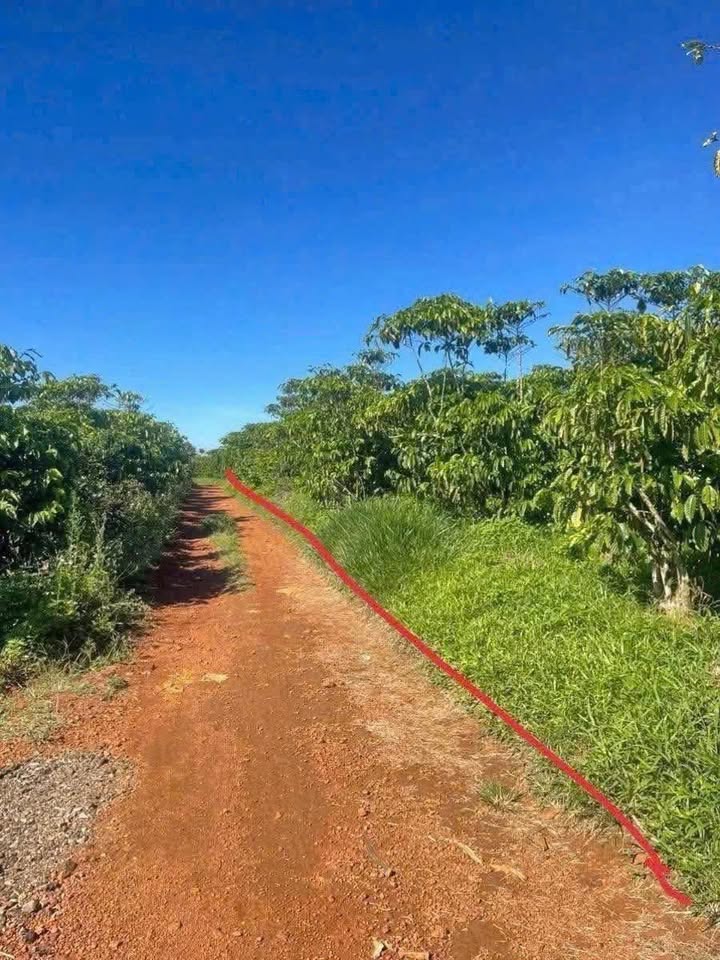 Đất Vườn 4100m² Hẻm 70 Cao Bá Quát, Tân Bình - Giá 4.3 Tỷ