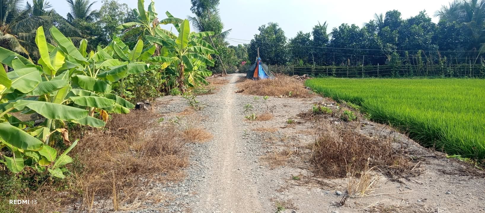 Đất nền 5300m² view sông Tân Phước, Tiền Giang - Tiềm năng tăng giá!