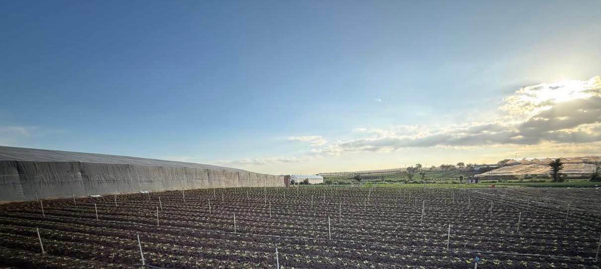 Bán đất Lạc Viên Đơn Dương 2.500m² giá 2 tỷ - Sổ đỏ chính chủ!