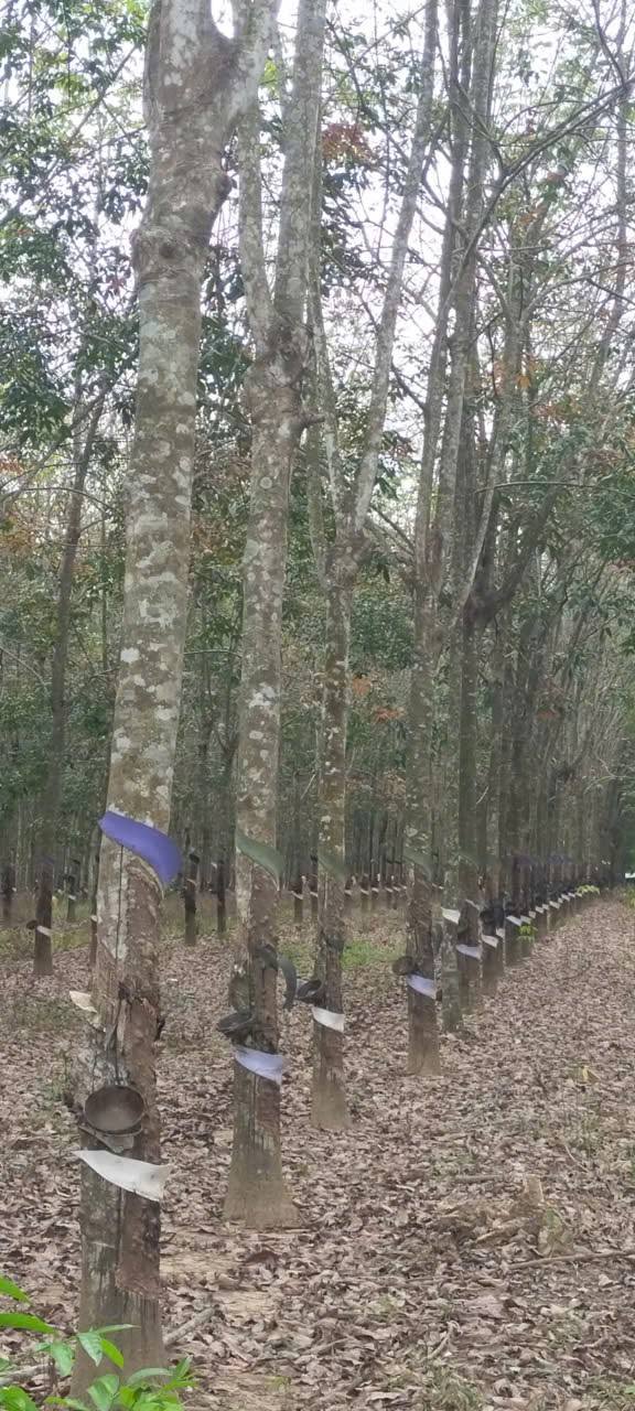 Bán Đất Cao Su Tân Biên Tây Ninh 4.8ha Giá 4.8 Tỷ - Đầu Tư Sinh Lời Ngay!