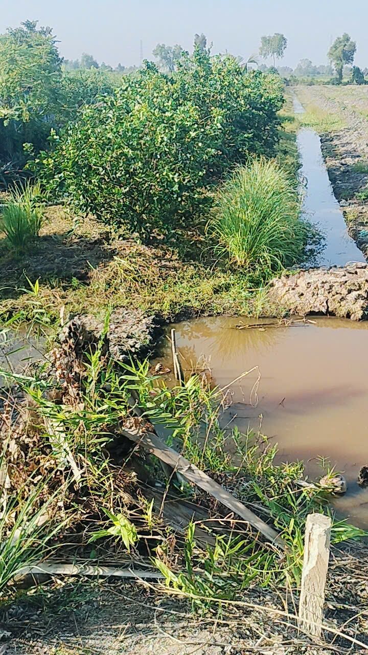 Đất Nuôi Trồng Thủy Sản Bình Đức, Bến Lức 127m² - Tiềm Năng Tăng Giá!