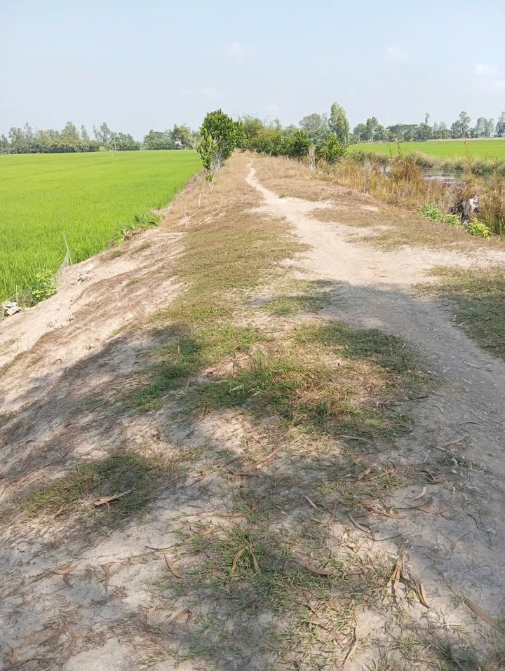 Đất Ruộng 1.4ha An Giang - Sản xuất 3 vụ, giá tốt