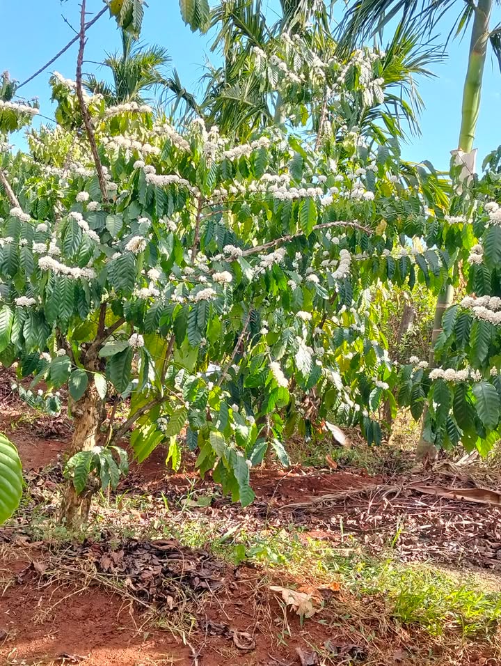 Bán Gấp 14000m² Farm Cà Phê Xen Sầu Riêng, Xã Ia Drăng, Gia Lai - Có Nhà Ở