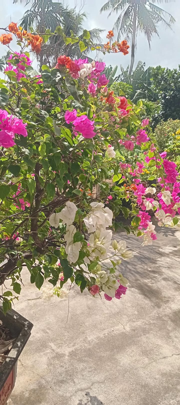 Nhà riêng Vĩnh Lộc A, Bình Chánh 28m² giá 1.15 tỷ - Giá tốt hiếm có!