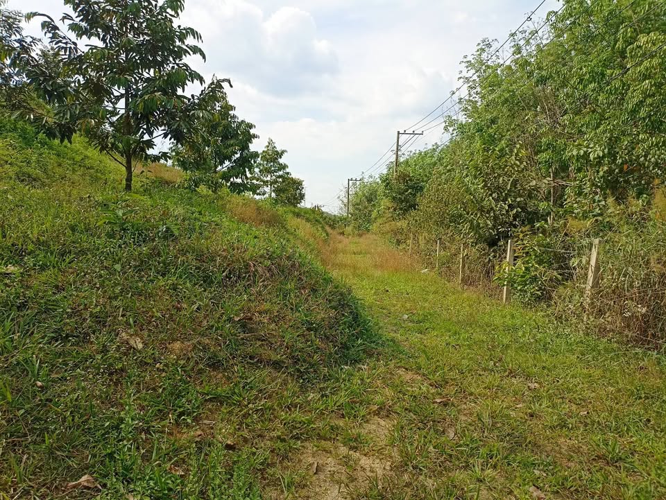 Bán Đất Vườn Sầu Riêng 5360m² Cát Tiên, Lâm Đồng - Giá 1.35 Tỷ