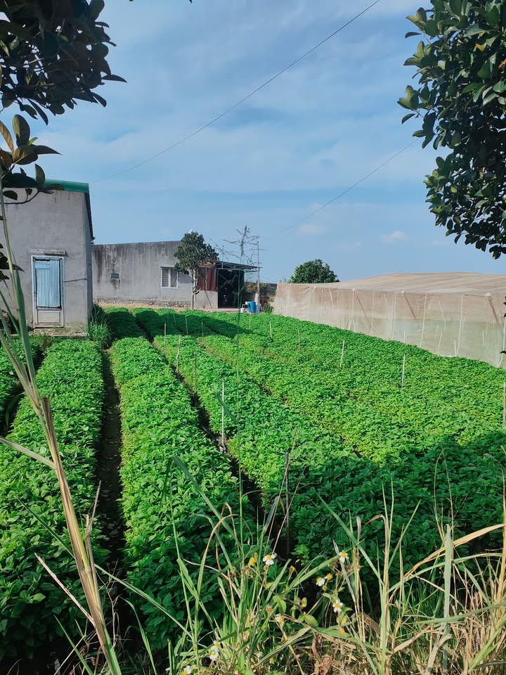 Đất nền Liên Nghĩa Đức Trọng 284m² giá 400 triệu - Sổ đỏ chính chủ!