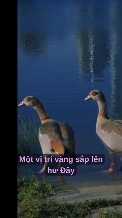 Đất Phường Phước Long A, TP. Thủ Đức - 135m² Sổ Đỏ, Giá 7.29 Tỷ