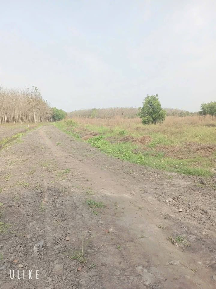 Đất nền Xã Thạnh Đông, Tân Châu 136m² - Sổ đỏ chính chủ, đường nhựa 33m!