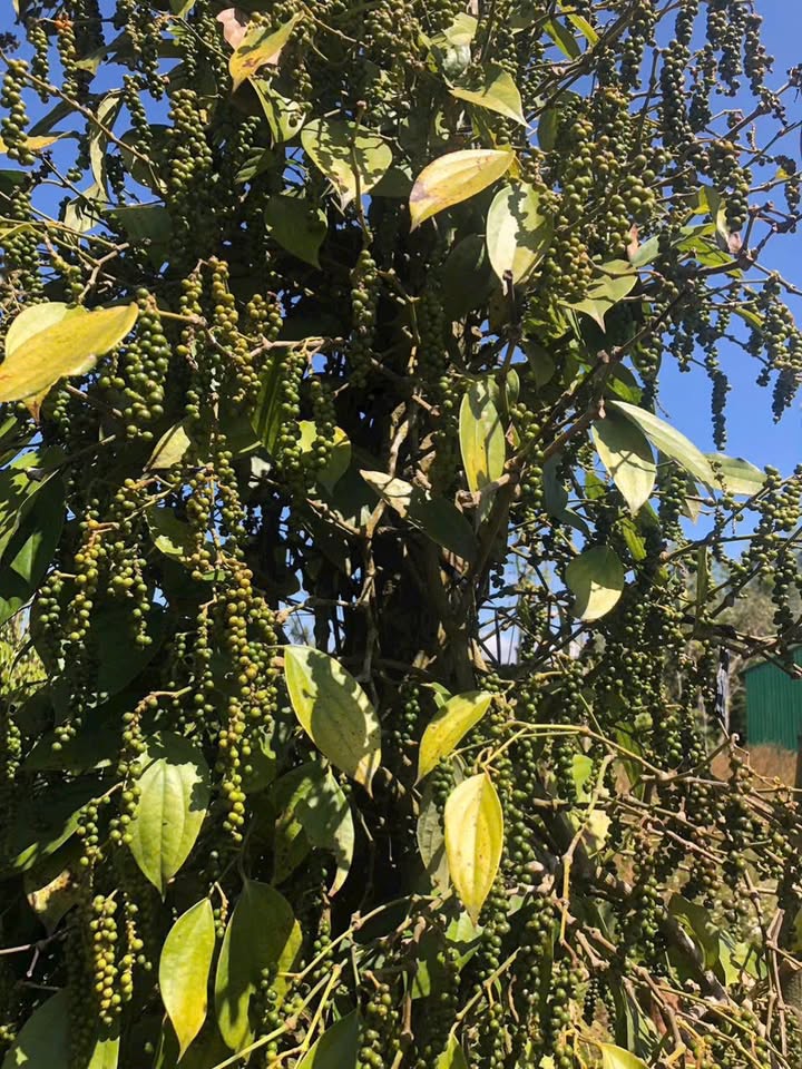 Đất Nền Hoà Long, Bà Rịa - Sổ Đỏ 154m² Giá Tốt 1.39 Tỷ