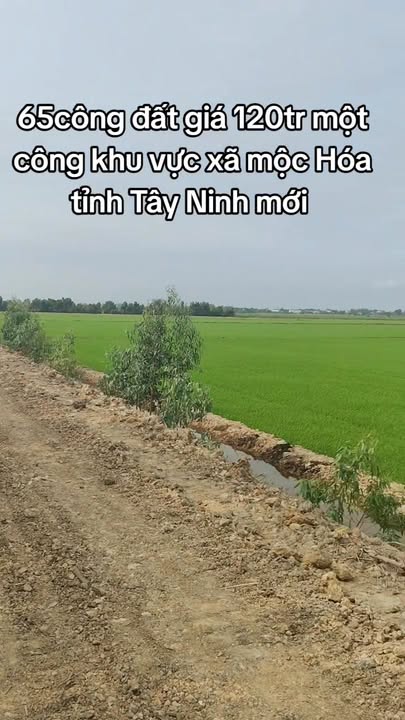 Đất vườn Mộc Hóa Long An 65.000m² giá 7.8 tỷ - Đầu tư sinh lời tốt!