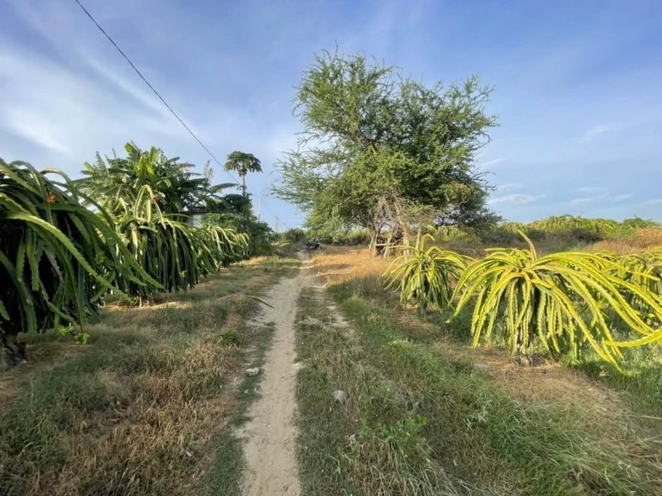 Đất Nền Chợ Lầu 372m² - Giá Tốt Đầu Tư Trước Tết