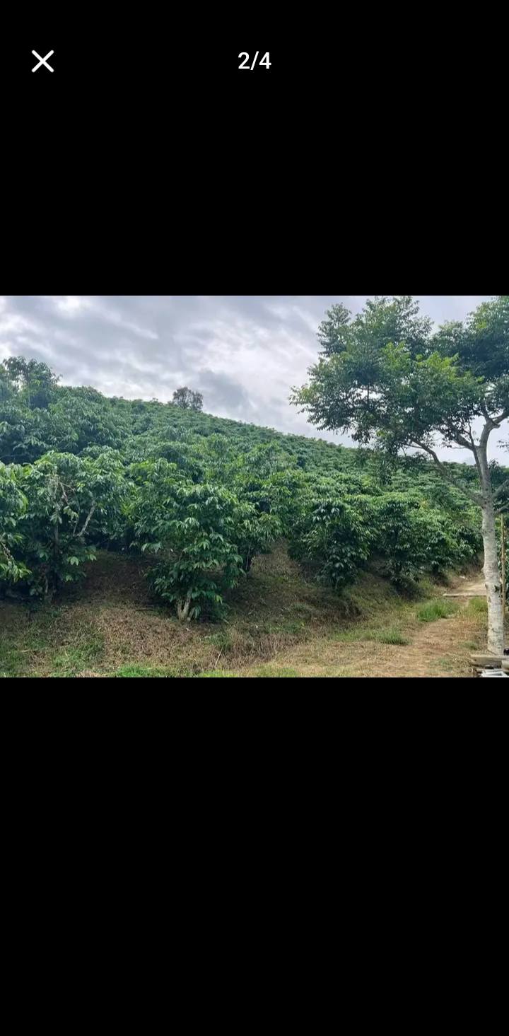 Bán Gấp Đất Vườn 1.4ha Xã Lộc Thành, Bảo Lâm - Sổ Đỏ Sẵn Sàng