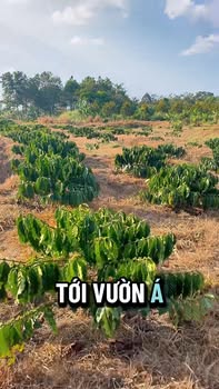 Đất vườn Tuy Đức 7200m² - Sổ hồng sẵn, đầu tư dài hạn!