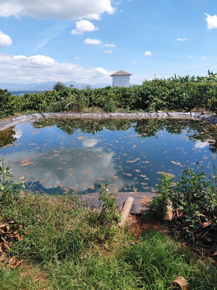 Đất nền Hòa Ninh, Di Linh 10.000m² - Sổ đỏ chính chủ!