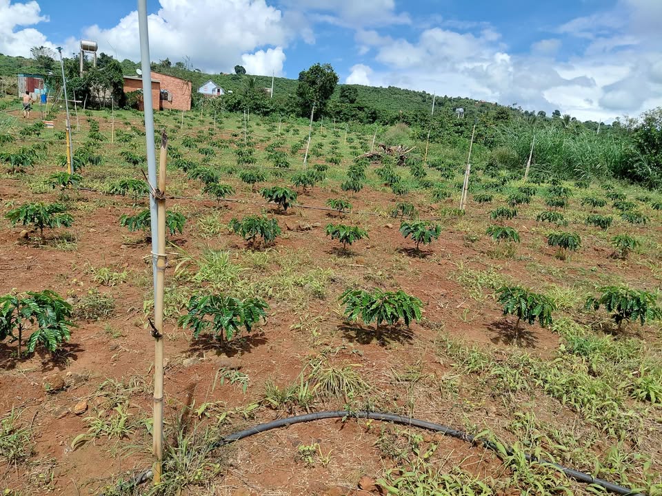 Đất Vườn Xã Đan Phượng Lâm Hà 2160m² giá 3 Tỷ - Sổ Hồng Rõ Ràng!