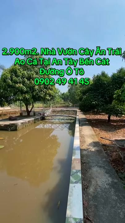 Bán Gấp Đất Vườn 2900m² Lô Góc 2 Mặt Tiền Đường Ô Tô, Kèm Ao Cá, Cây Ăn Trái Tại Bến Cát