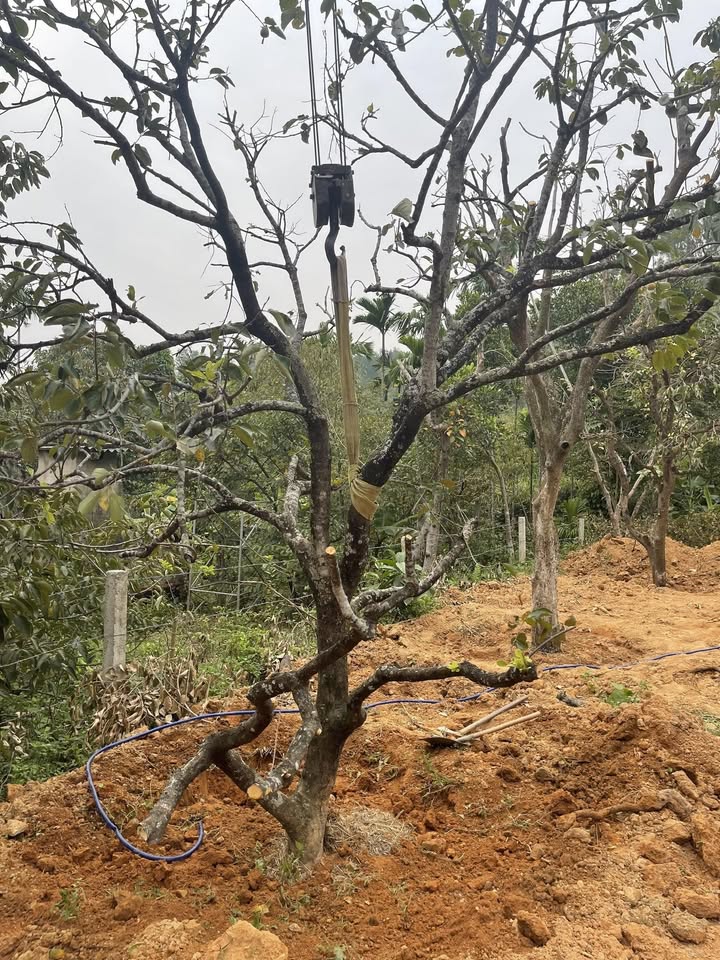 Đất Vườn Nghệ An 1300m² Sổ Hồng - Đón Đầu Quy Hoạch Trung Tâm Hành Chính Mới