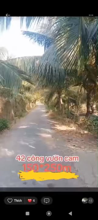 Đất Vườn Cam 4.2ha Trà Vinh - Mặt tiền nhựa 8T, Giá Đầu Tư 270 Triệu/Công