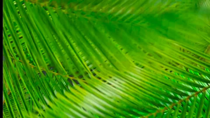 Đất Biển Làng Lò 2 - 450m² Sổ Đỏ, Giá Ngộp 4.5 Tỷ - Tiềm Năng Homestay/Villa