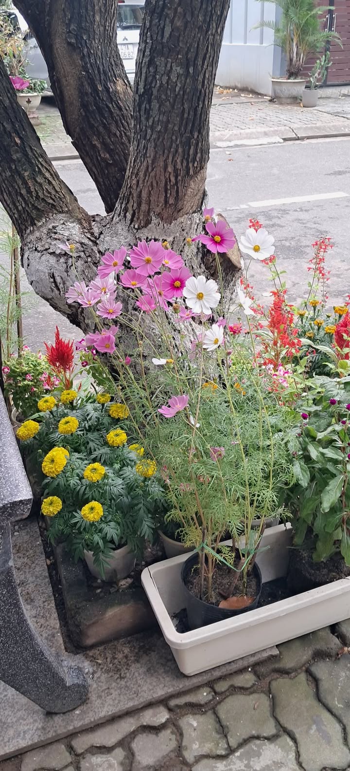 Đất nền Đường Nguyễn Nghiễm Đà Nẵng 200m² - Tiềm năng tăng giá