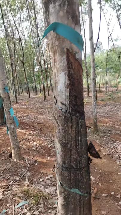 Bán Đất Vườn Cao Su 10000m² Mặt Tiền Đường Liên Xã - Phú Riềng, Bình Phước