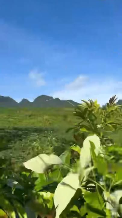 Đất Vườn Hòa Bình 1300m² - Bám Suối, Bám Thác, View Đẹp