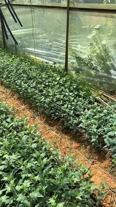 Bán 2520m² đất nhà lồng Lạc Dương, Lâm Đồng - Giá 14 tỷ