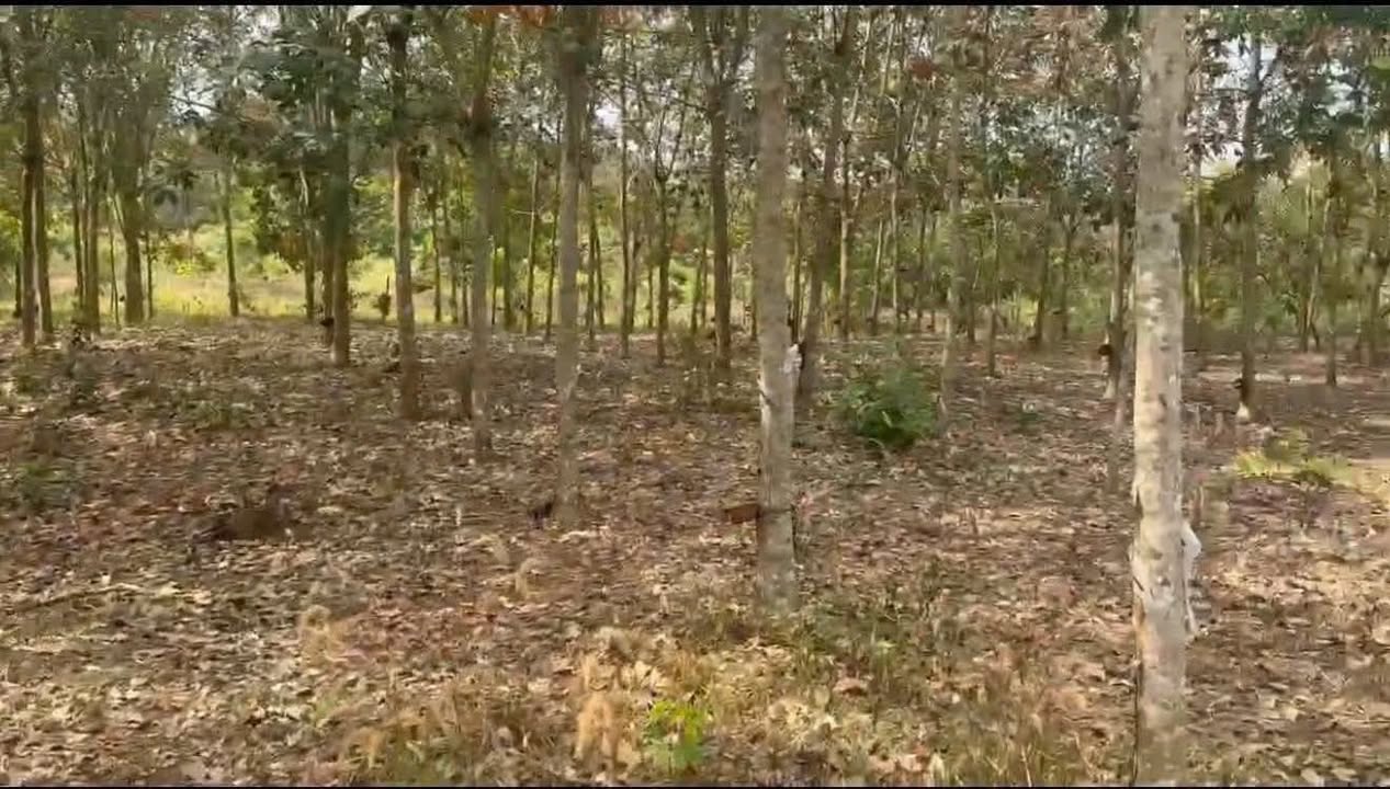 Đất vườn An Lộc, Bình Long 1080m² - Giá đầu tư tốt 5 tỷ!