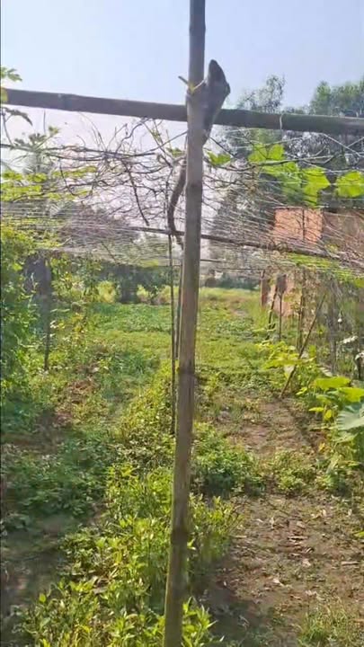 Đất Củ Chi 117m² - Hẻm 1 Bình Mỹ - Giá 2 Tỷ Thương Lượng