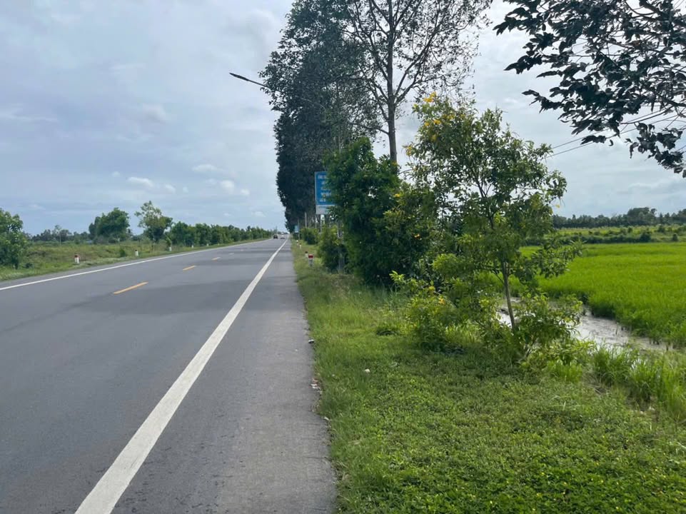 Bán Gấp 4000m² Đất Lúa Mặt Tiền QL61C Phong Điền, Cần Thơ - Giá 3.6 Tỷ