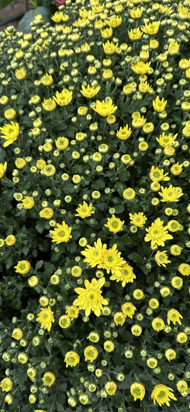 Bán gấp 12.480m² đất vườn, sổ đỏ tại Tiên Lãng, Hải Phòng - Giá 3.1 tỷ