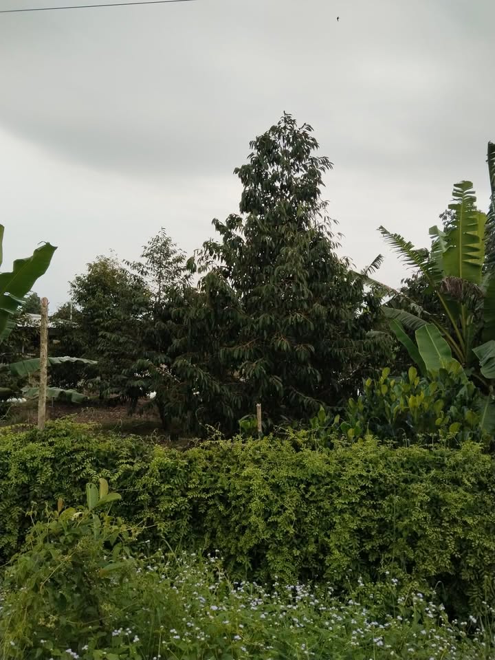 Farm Sầu Riêng Monthong 5000m² Đồng Tháp - Giá Tốt