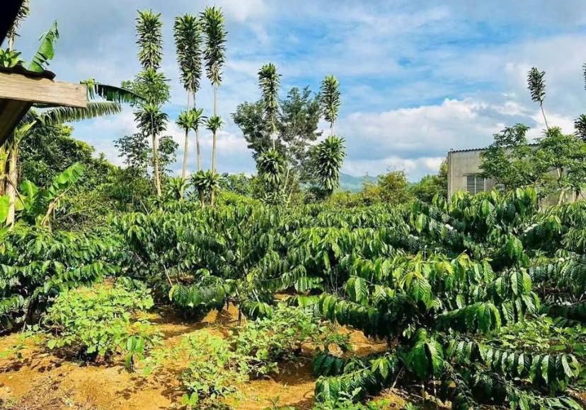 Đất nền Hẻm Lê Phụng Hiểu Bảo Lộc 250m² 1.85 tỷ - Sổ đỏ chính chủ!