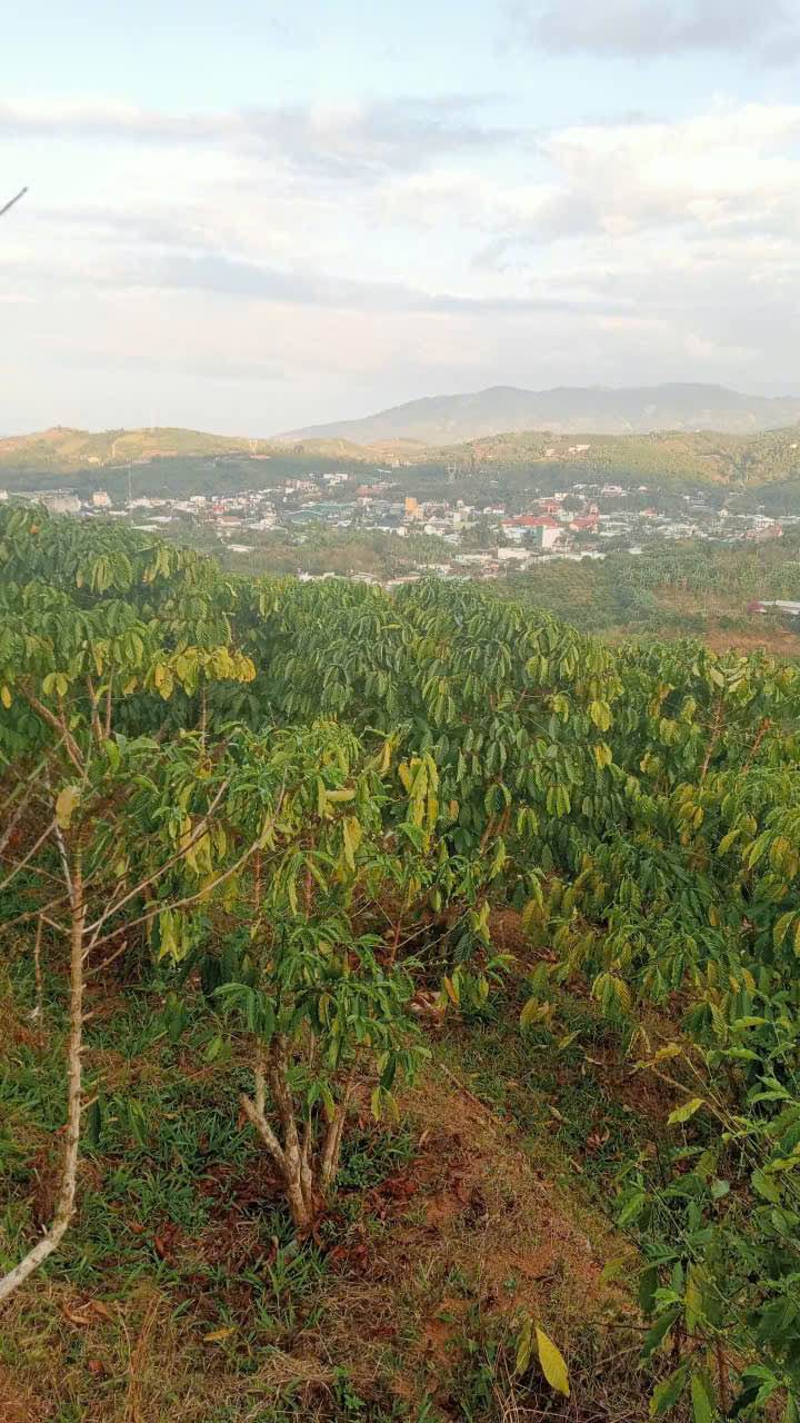 Bán Gấp 1440m² Đất Cà Phê Xã Đại Lào, Bảo Lâm - Sổ Sẵn, Giá 850 Triệu