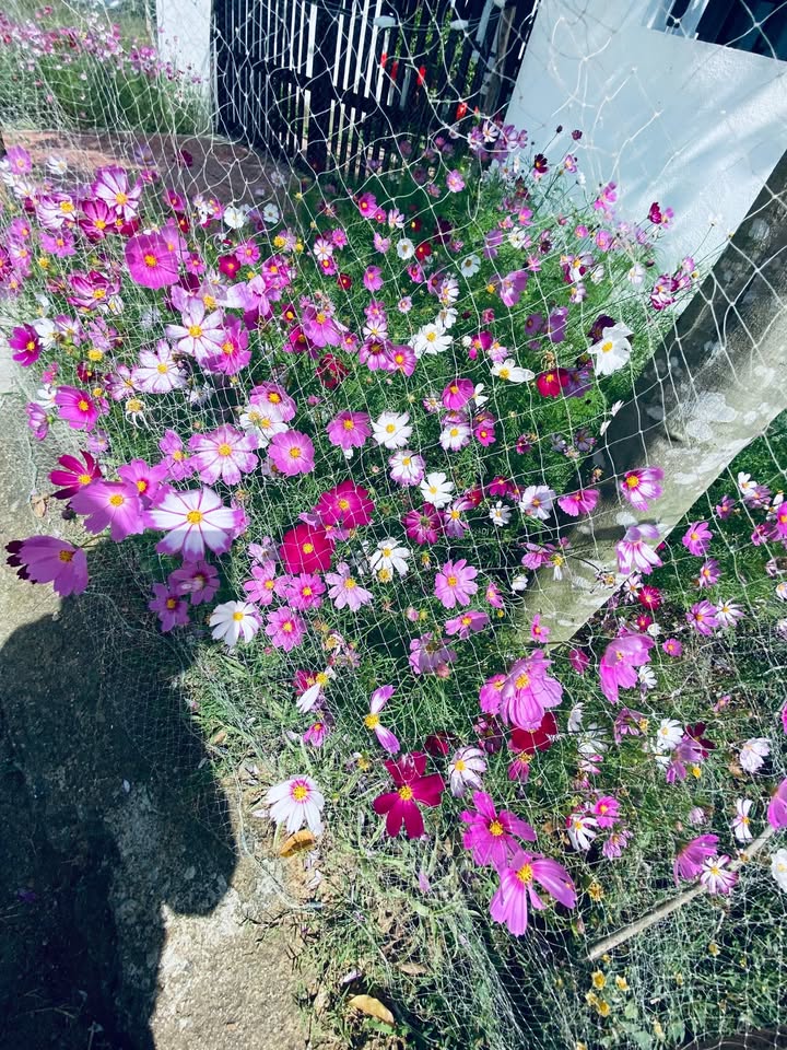 Đất nền An Nhơn Bình Định 154m² - Đất thổ cư 100% sổ đỏ trao tay!