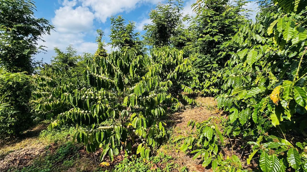 Farm 21.000m² Đắk Nông - Thu nhập 4 Tấn Cà Phê & Tiêu/Năm