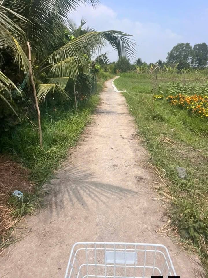 Bán 2.4ha Đất Trồng Dừa Xiêm Xanh Bến Tre - Thu Hoạch Tốt, Giá 1.3 Tỷ