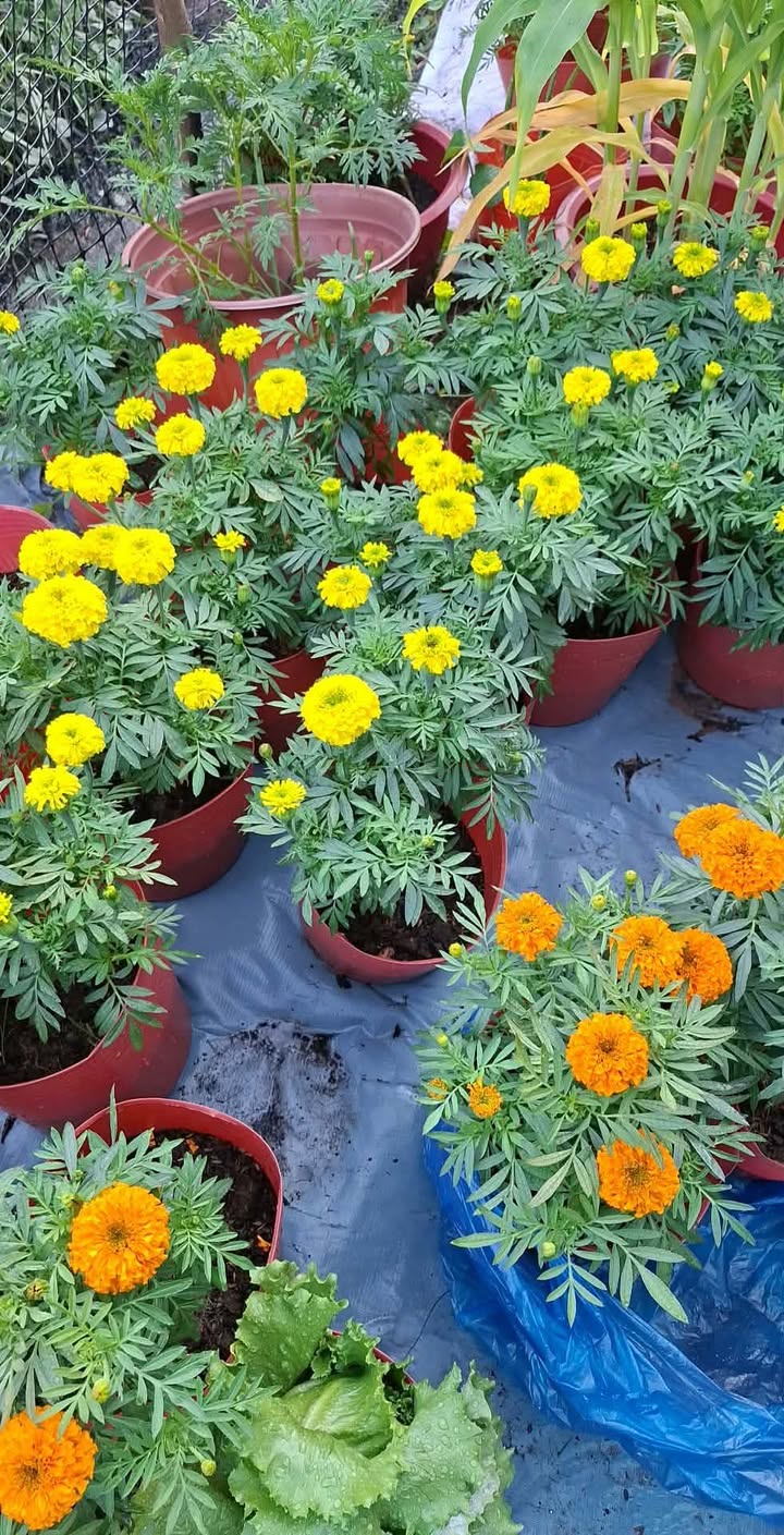 Đất vườn Tân Thạnh Tây Củ Chi 1540m² giá 900 triệu - Giá đầu tư tốt!