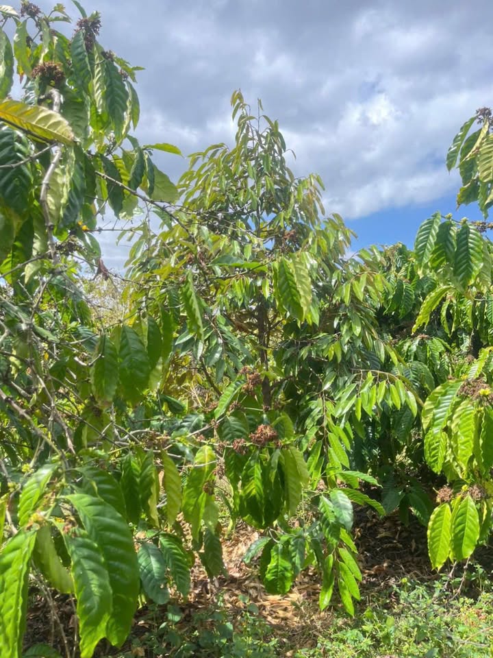 Đất Vườn Ea H'leo, Đắk Lắk 30.000m² - Nghỉ Dưỡng Lý Tưởng!