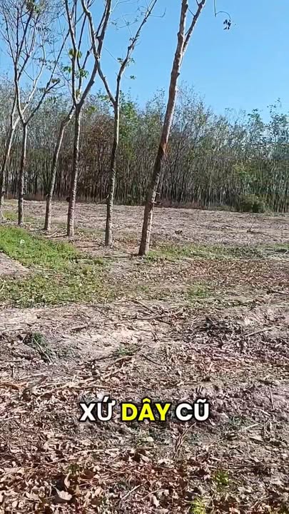 Bán Đất Vườn 12000m² Xã Suối Dây, Tây Ninh - Giá 1.2 Tỷ