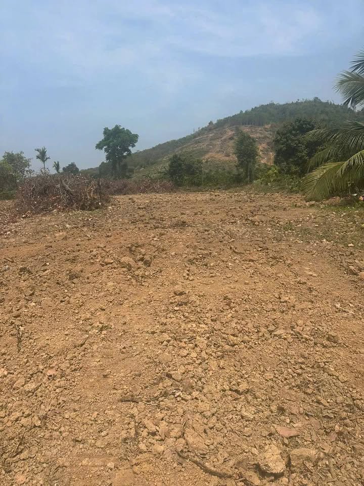 Đất nền Cư Né Krông Búk 650m² giá 379 triệu - Sổ hồng sẵn!