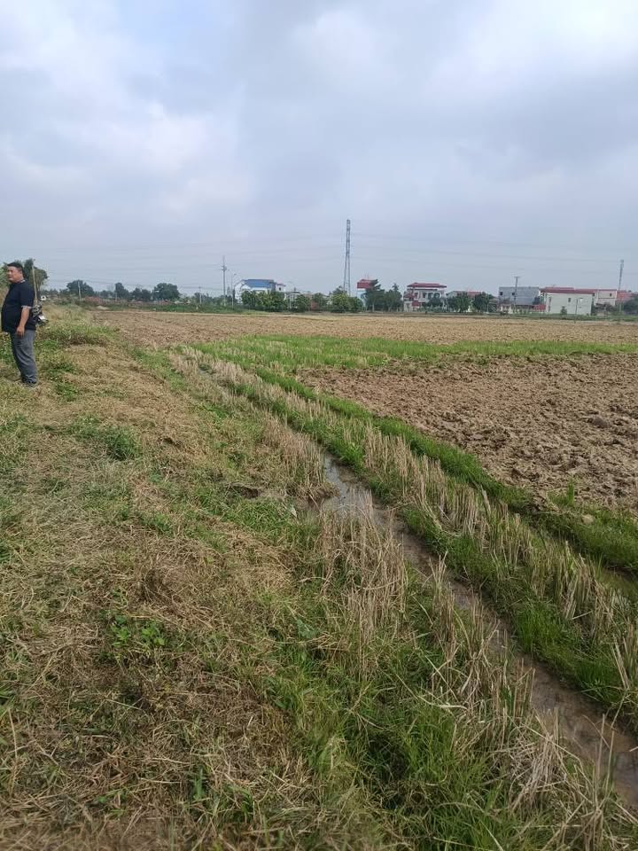 Bán gấp đất ruộng 1400m² gần KCN Quế Võ 3, Bắc Ninh - Sổ hồng sẵn sàng