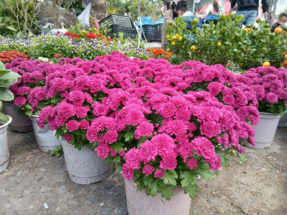 Bán Nhà Cấp 4 100m² Đường Hùng Vương, Hội An - Sẵn Sàng Ở Ngay