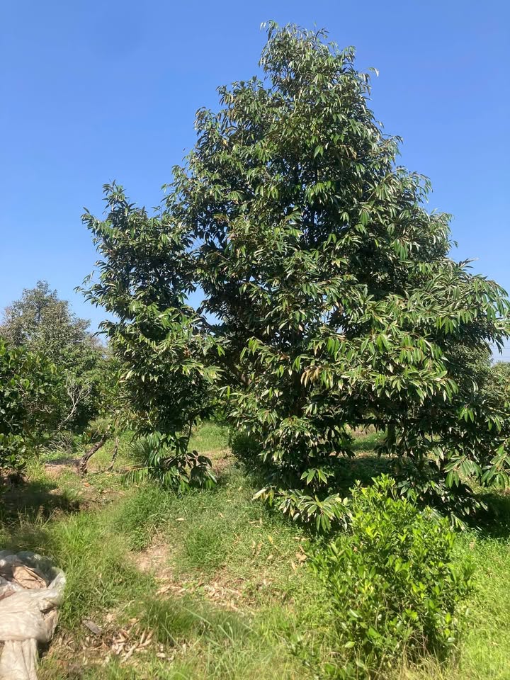 Đất vườn 2100m² Cai Lậy 1.5 tỷ - Sinh thái xanh, đầu tư tốt!