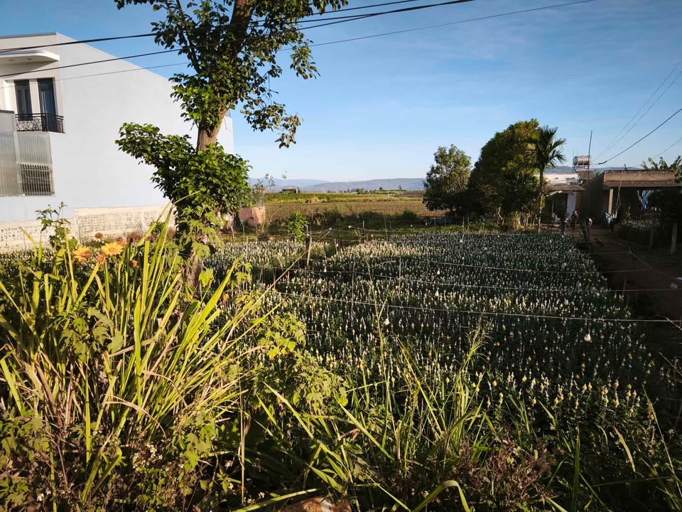 Đất Nền 220m² Mặt Tiền Lê Hồng Phong, Đức Trọng - Giá 2.6 Tỷ