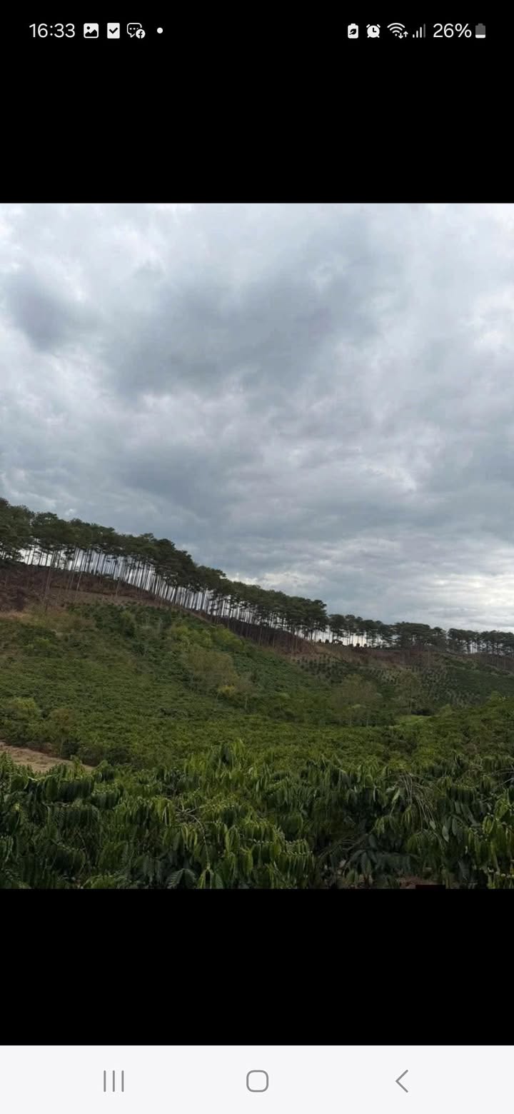 Cho thuê 27.000m² đất cà phê trồng cây lâu năm tại Đam Rông, Lâm Đồng - Giá tốt 450 triệu/năm