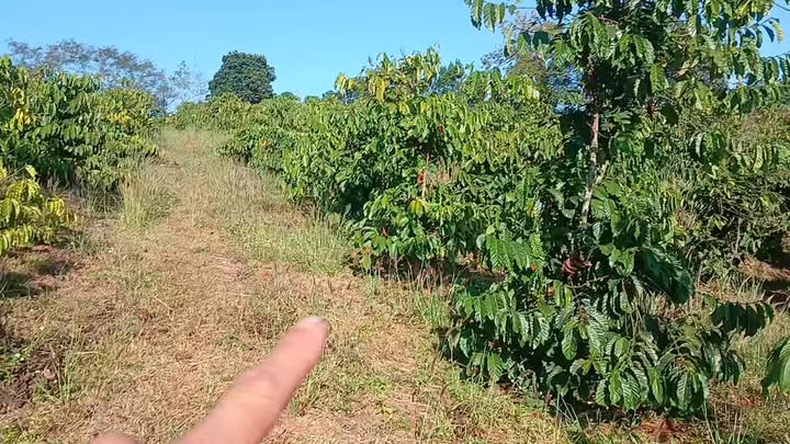 Bán gấp vườn cà phê 1.9 ha tại Đắk Mil, Đắk Nông - Thu nhập ổn định